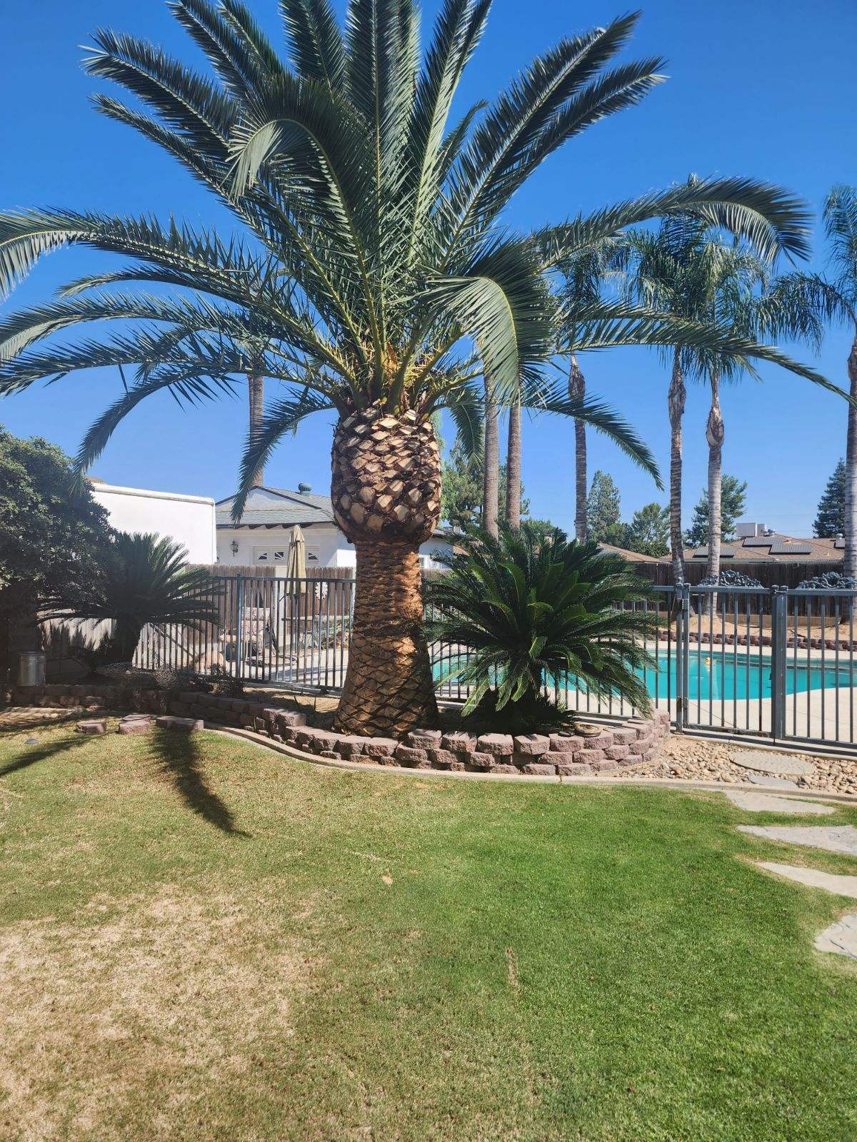 Johnny_s Tree Service finished palm skinning