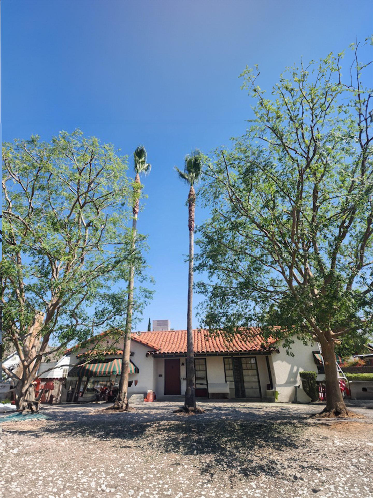 Johnnys_Tree_Service-finished-tree